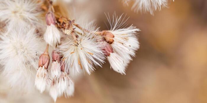 Nature botanical aesthetic banner, close up fluffy seeds of wild field flowers, tender soft autumn season scene, warm toned beige brown neutral color, empty space. Environment textured background photo