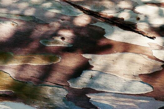 Colored Eucalyptus tree bark texture background, natural wood patterns and rough grainy wooden surface with dark shadow from leaves, minimal life style nature concept, vivid colored earthy tones photo