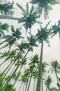 Lush Green leaf of Palm trees view from below under light white clouds sky, travel and relax concept, abstract nature background, Coconut trees at tropical coast, summer mood, wide angle view photo