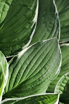 Beautiful Hosta leaves background, dark green leaf close up texture, abstract foliage nature pattern, top view scenery, green monochrome gradient, lush variegated green leaves with white edges photo