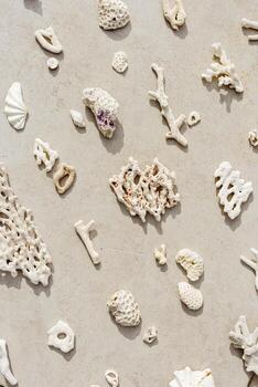 Trend pattern from closeup seashells, coral on sandy tones background. Minimal photo at sunlight. Summer vacation concept, beach mood. Nautical design. Top view nature aesthetics vertical still life