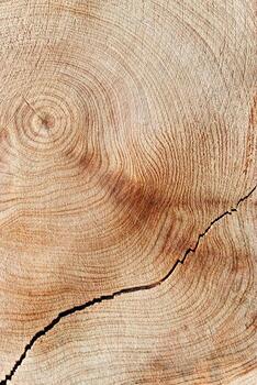 Slice of wood timber of juniper tree rings and crack, natural geometric pattern, abstract nature background. Natural wooden organic textures and shapes, monochrome brown gradient, vertical photo