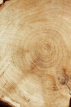 Wooden annual rings texture natural vertical background, round shape of wood timber as nature pattern. Cross-section of juniper. Wooden aesthetic texture, environmental design, macro natural surface photo
