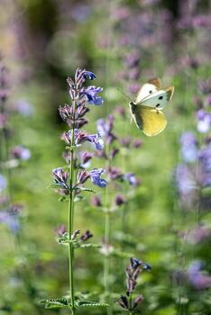 Cabbage butterfly landing on catnip flower in meadow close up. Insect pollination in natural habitat photo