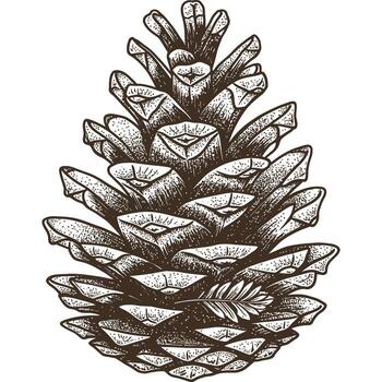 Pinecone Sketch with Feather vector