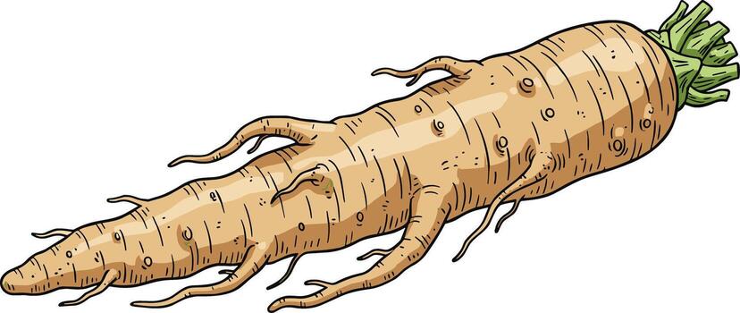 Hand Drawn Parsnip Root Vegetable Ingredient with Green Leaves Isolated vector