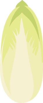 Simple Flat Design Chicory Vegetable Single Object Isolated on White Background vector