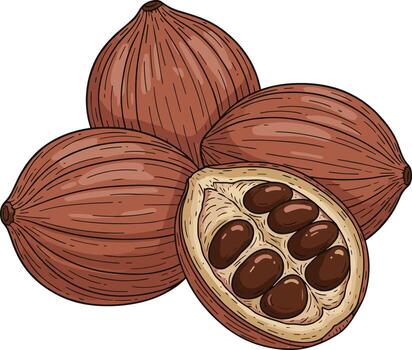 Handdrawn Realistic Cocoa Bean Fruit Illustration with Seeds and Cross Section vector