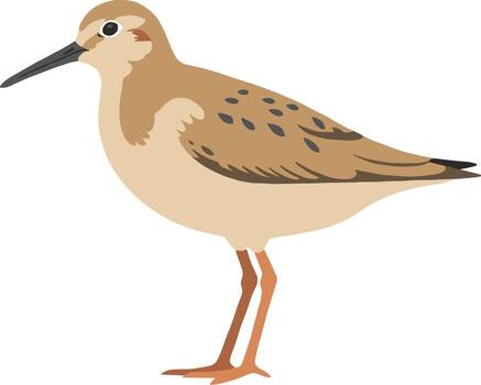 Flat Design Simple Sandpiper Bird Illustration Graphic Design Element vector