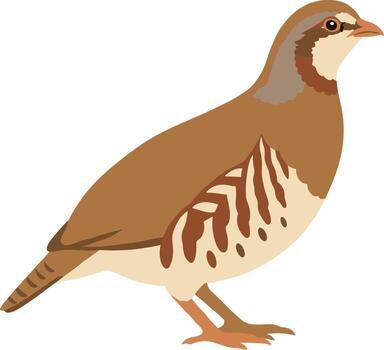 Simple Flat Illustration of Red Legged Partridge Standing Profile View vector