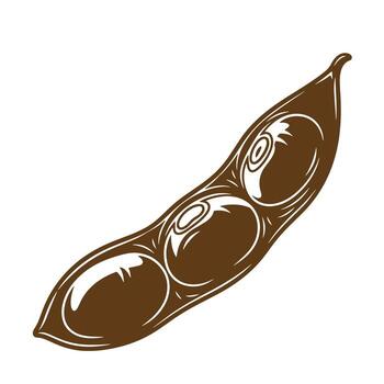 Stylized illustration of an open soybean pod with visible seeds and vintage art elements vector
