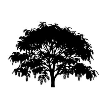 Silhouette of a leafy tree with a rounded crown against a white background vector