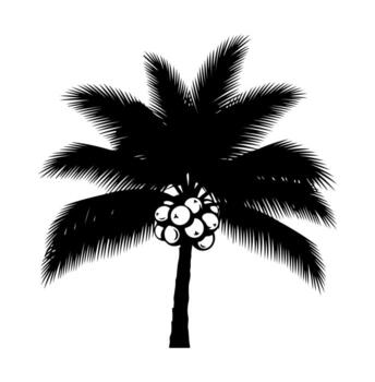 Silhouette of a palm tree with coconuts, black on white vector