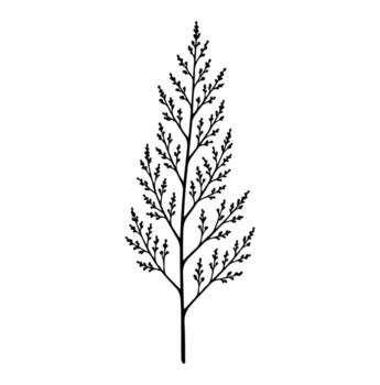 un sencillo negro y blanco dibujo de un rama con muchos pequeño hojas en un blanco antecedentes vector