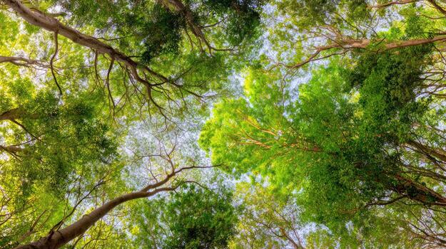 Looking up through lush green tree canopies and branches photo