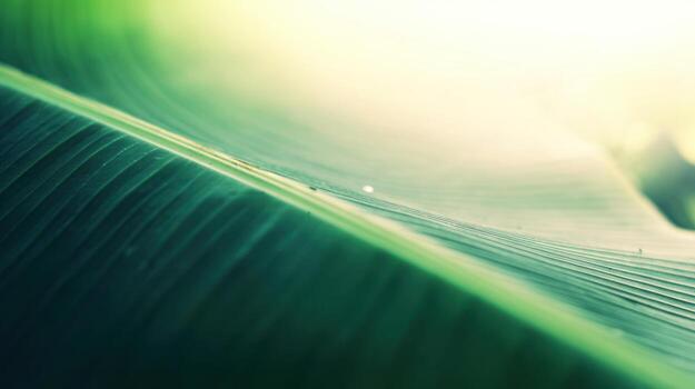 Close up shot of green leaf in sunlight photo