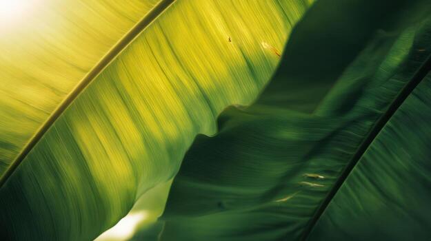 Close up banana leaf texture with natural sunlight photo