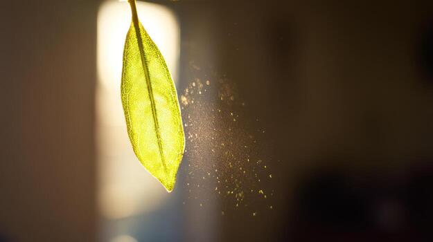 cerca arriba Disparo de un hoja iluminado por luz de sol foto