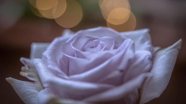 Close up shot of a soft purple rose with bokeh lights photo