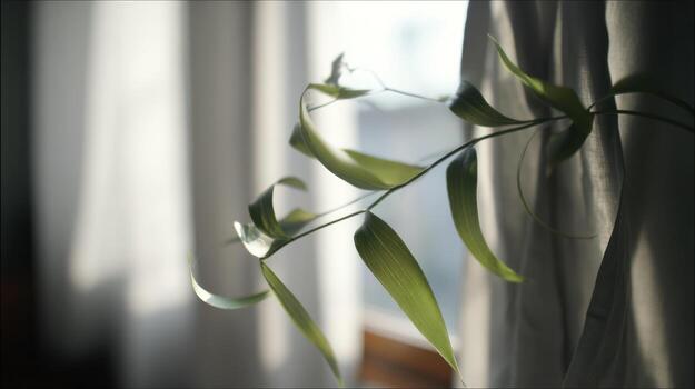 Close up of plant leaves against soft light from window photo