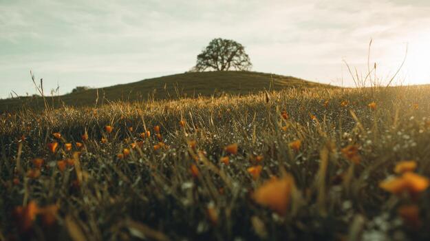 Tranquil hilltop scene with tree and field at sunset photo