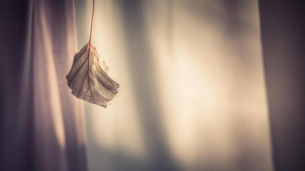 Single dried leaf hanging against soft background photo
