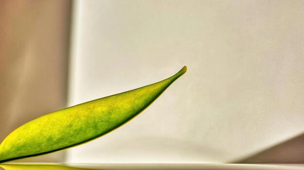 a leaf is sitting on a table with a white wall photo