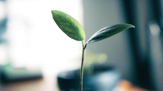 Young plant with green leaves growing indoors photo
