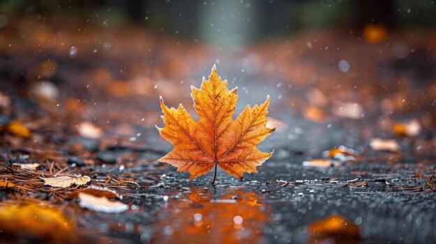 Autumn Maple Leaf Frost on Wet Ground, weather photo