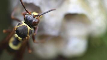 närbild makro skott av en gul och svart geting på en bo, highlighting invecklad detaljer av dess kropp och vingar i skarp fokus, med en suddig bakgrund video