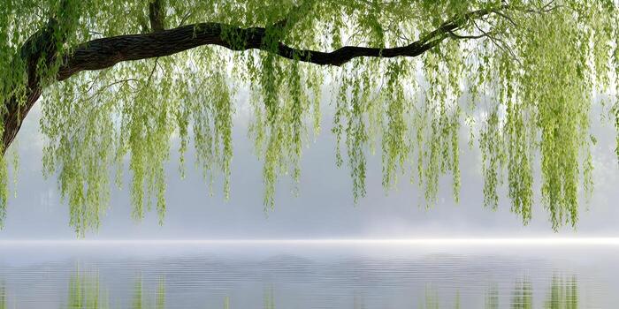 A weeping willow branch with fresh green leaves hangs over calm water on a misty morning photo