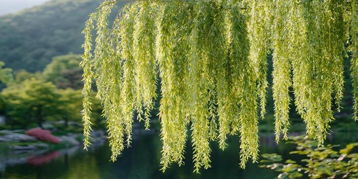Weeping willow tree branches with fresh green leaves hang over a tranquil pond in a park on a sunny day photo