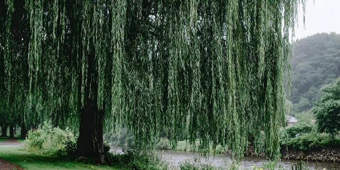 A large weeping willow tree stands majestically by a tranquil riverbank with lush green foliage cascading towards the water on an overcast day photo