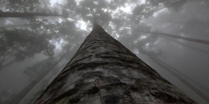 A majestic tree trunk rises through a thick fog in a mysterious forest photo