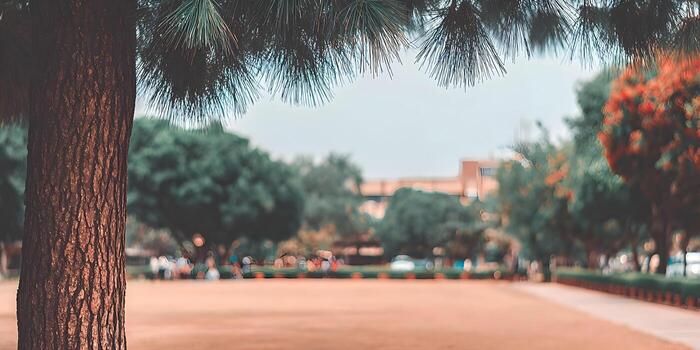 Pine tree trunk and needles frame a blurred natural park landscape with a large open field and soft colors photo
