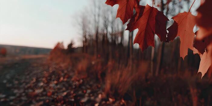 Rich reddish autumn leaves hang from a tree branch with a blurred forest and fallen leaves creating a warm natural background photo