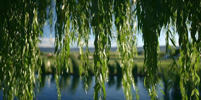Lush green weeping willow branches hang over calm blue water on a sunny day photo