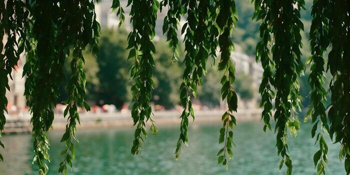 Lush green weeping willow branches with fresh leaves gracefully hang over a calm river photo