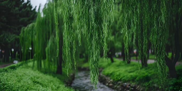Weeping willow leaves hang gracefully above a flowing stream in a lush green environment photo