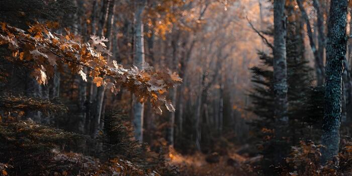 un cerca arriba ver de otoño hojas en un rama en un bosque con borroso arboles en el antecedentes foto