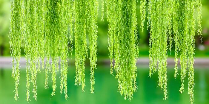 Fresh green weeping willow branches hang gracefully over a tranquil green pond in spring photo