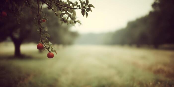 Two red apples hang from a tree branch with lush green leaves against a soft blurred field and trees on a misty day photo