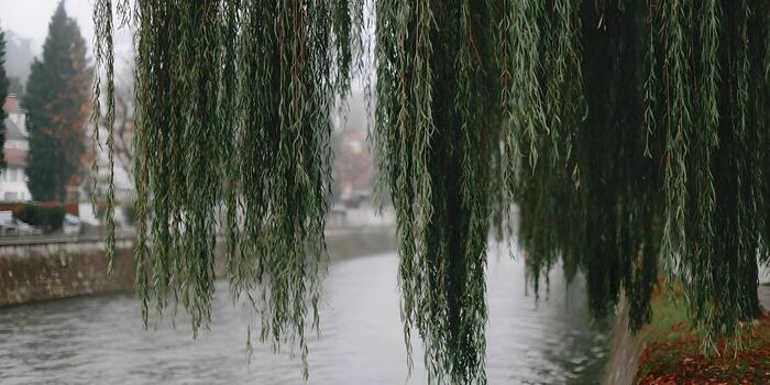 Lush green weeping willow branches cascade over a calm river in a peaceful natural setting photo