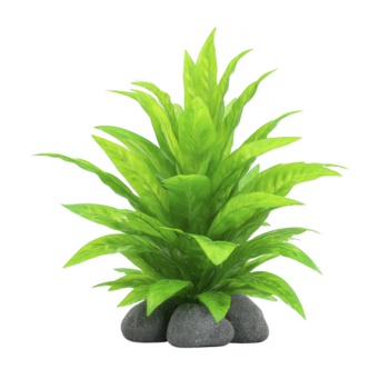 verde aquático plantar, exuberante folhas, decorativo pedra base, vibrante folhagem, isolado em transparência fundo, perfeito para aquário ou casa decoração, fresco e natural Veja png