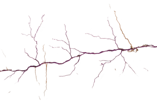 neurona dendrita rama biología Ciencias microscópico nervio célula estructura anatomía neurona dendrita rama estructura microscópico nervio célula anatomía detallado biológico Ciencias ilustración complejo png