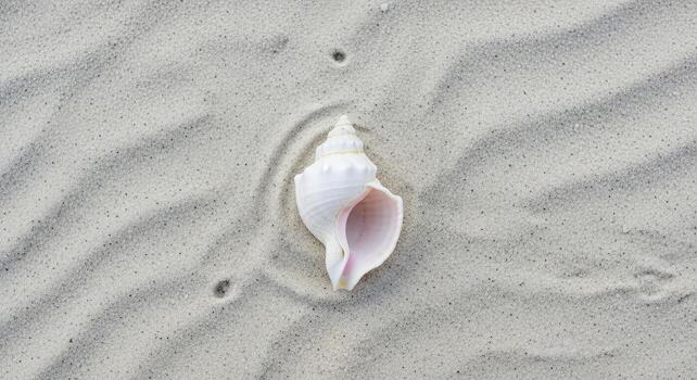 A shell on the sand with a hole in it photo