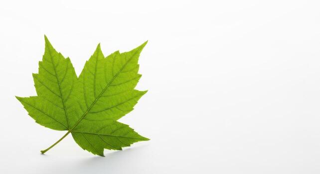 A single green leaf on a white background photo