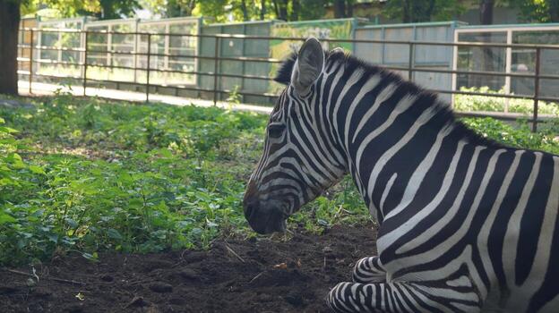 Zebra resting in a green environment photo