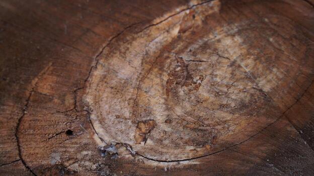 Tree Trunk Cross-Section with Growth Rings photo