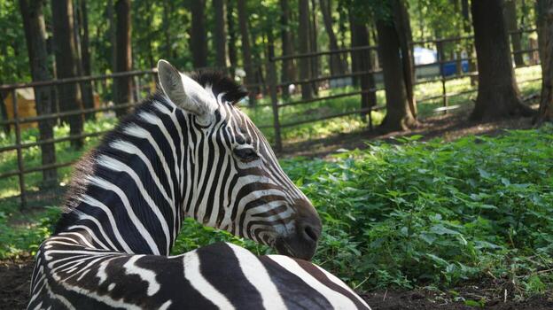 Zebra Resting in Forest Enclosure photo